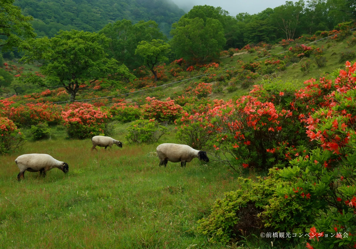 赤城白樺牧場の写真3