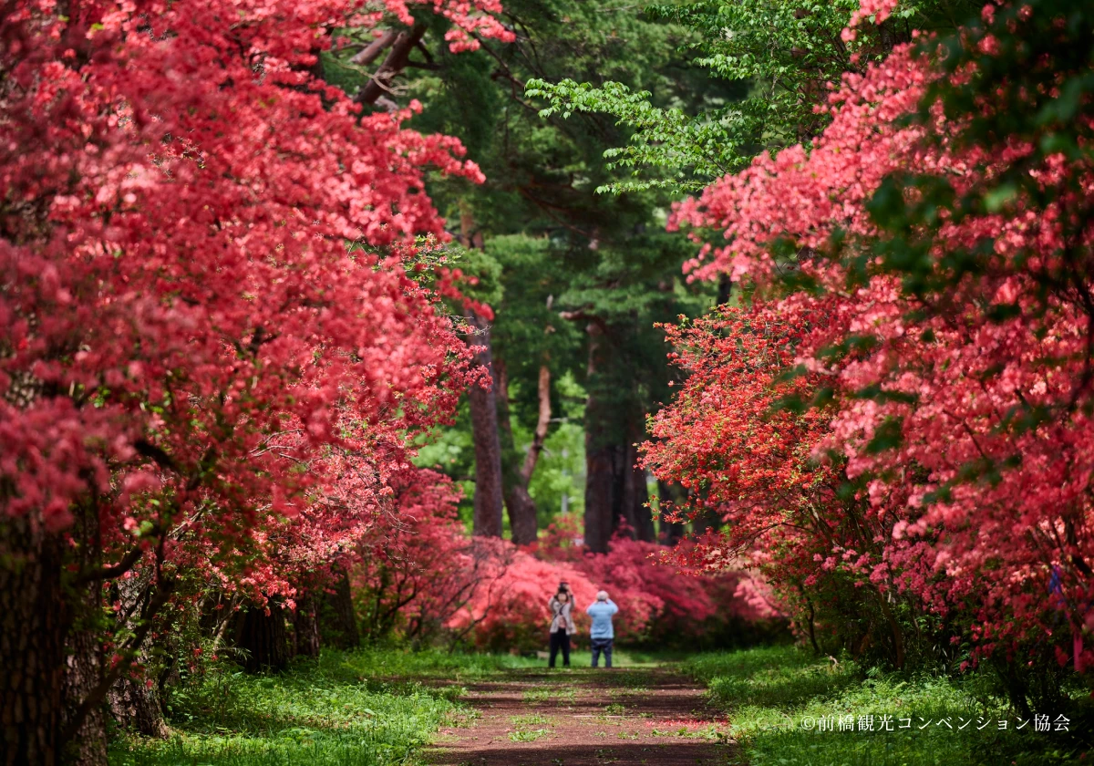 赤城神社の写真2