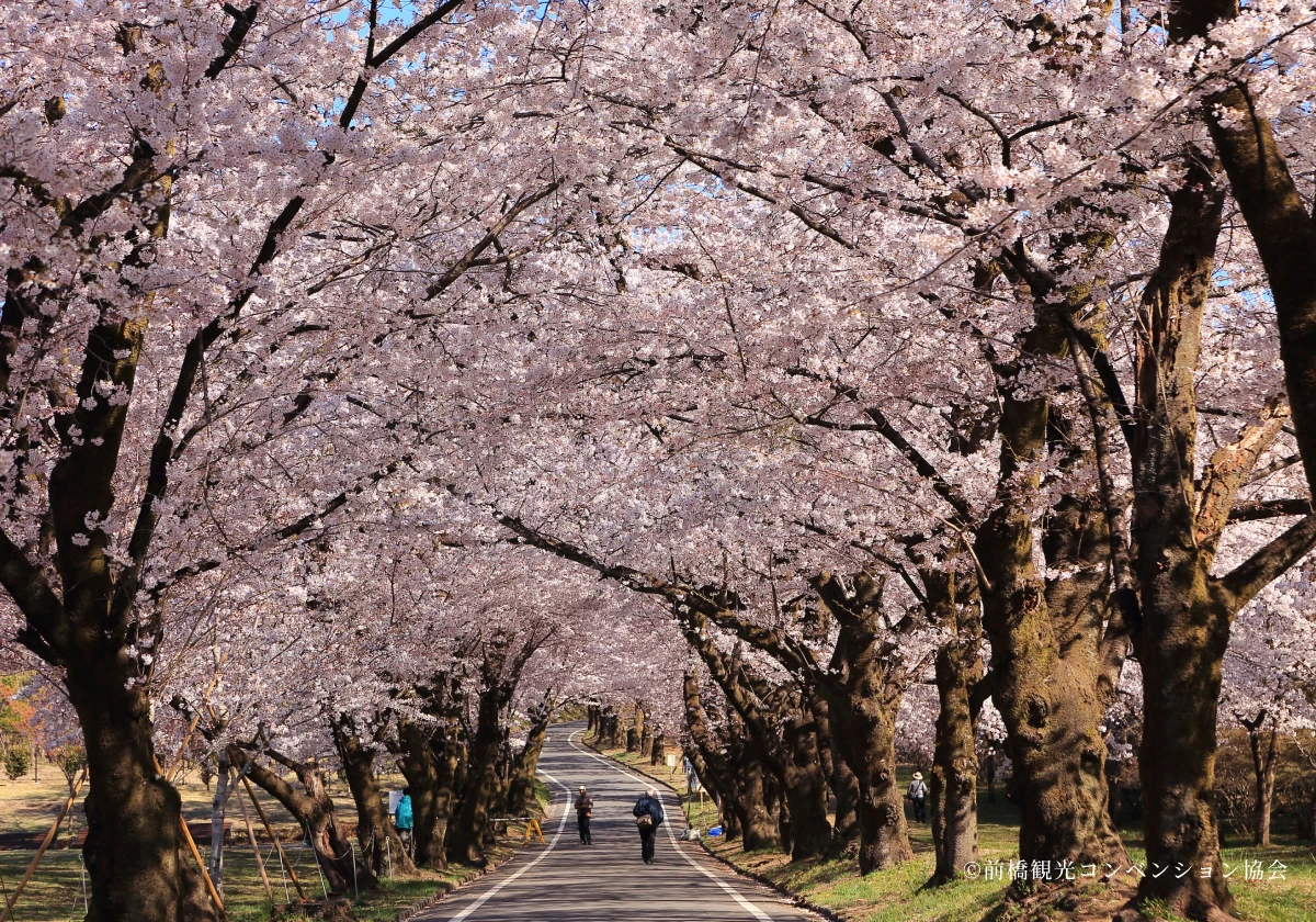 みやぎ千本桜の森の写真1