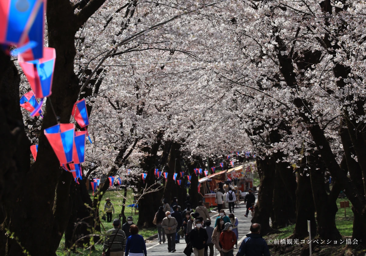 みやぎ千本桜の森の写真2