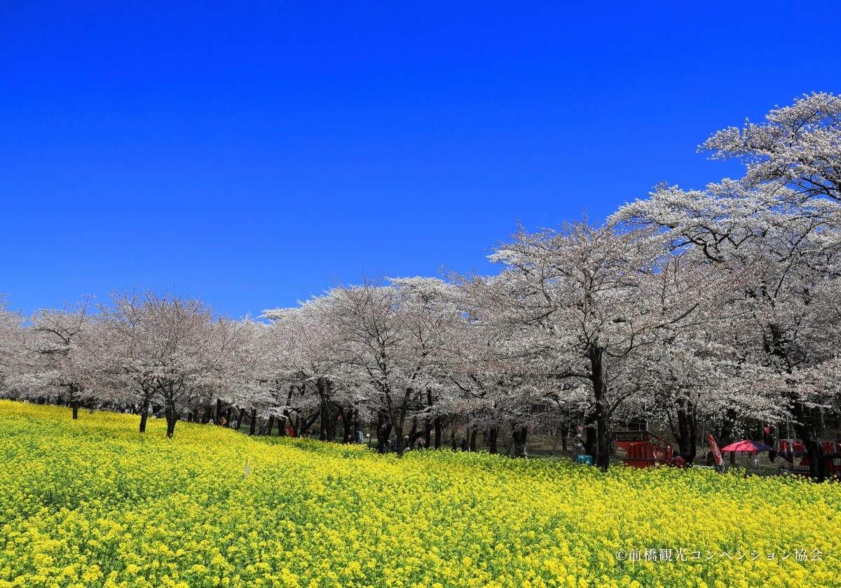 みやぎ千本桜の森の写真3